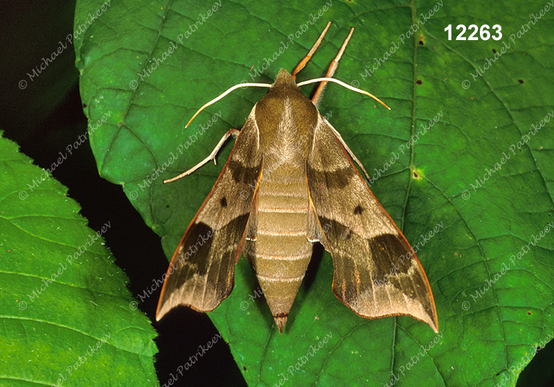 Virginia Creeper Sphinx (Darapsa myron)